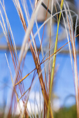 Poster - Blade of grass against a blue sky