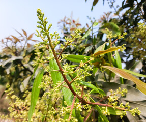 Wall Mural - The mango bouquet or mango flower is blooming full on the mango trees in the garden.