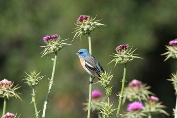 Wall Mural - lazuli bunting with pink flowers
