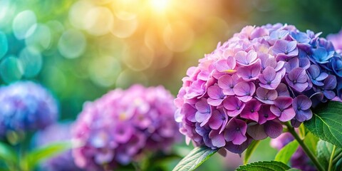 Wall Mural - Hydrangea flowers with a blurred background for copy space, hydrangea, flowers, background, empty, copy space, floral, nature, garden