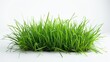 © tanibond - Grass isolated on white background. Illustration generatd by ai