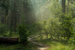 © Mykhailo - Sunny morning in the forest. The rays of the sun break through the branches of the trees. Good weather for nature walks.