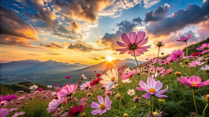 Wall Mural - Colorful cosmos flowers with sunset in the mountains and clouds in the background, cosmos, flowers, colorful, sunset, mountains