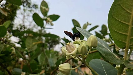 Wall Mural - Indian Carpenter bee collects nectar on flower.