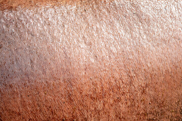 Sticker - Hippopotamus skin as an abstract background. Texture