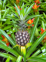 Wall Mural - Pineapple fruit in the park