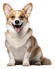 Canvas Print - PNG Corgi mammal animal pet.