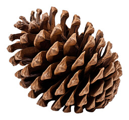 Canvas Print - PNG Pinecone plant white background pattern.