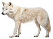 © Rawpixel.com - PNG Wolf mammal animal white.
