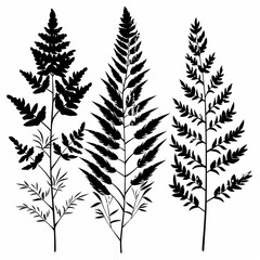 Wall Mural - Asparagus Fern Flower Icon Set, Garden Asparagus Fern Black White Design, Abstract Asparagus Fern Symbol