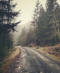 curvy road in foggy forest