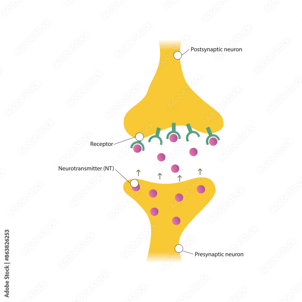 Diagram of synapse - post and presynaptic, neurotransmitter and ...