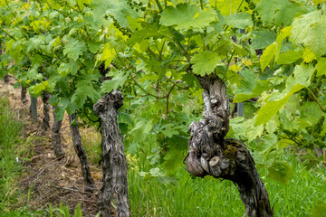 Poster - Weinreben, Frühling, Rebblüte