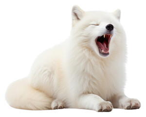 Poster - PNG Yawning artic fox mammal animal white.