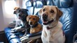 © SprintZz - Four happy dogs are sitting in airplane seats, looking at the camera with excited expressions. They are wearing harnesses and are ready for a journey.