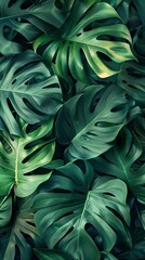 Wall Mural - closup Monstera, Leaf, Green image background - generative ai