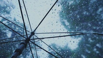 Canvas Print - Raindrops fall on clear umbrellas under a dry tree branch and heavy rain thunderstorms.