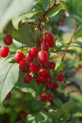 Sticker - Ripe Autumn Olive Berries (Elaeagnus Umbellata) growing on a branch . oleaster