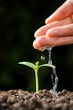 © zhikun sun - hand watering green sprout. Green seedling in soil.