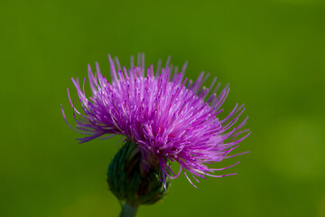 Wall Mural - Blooming pink flower of milk thistle on a blurry green background.