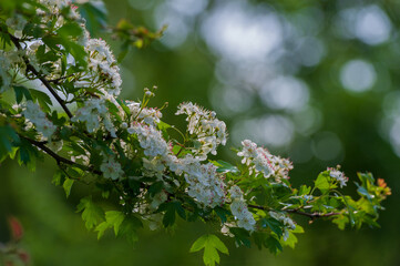 Canvas Print - One branch of hawthorn with flowers on a blurry background.