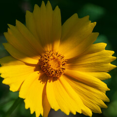 Wall Mural - Yellow decorative chamomile in the garden, close -up.