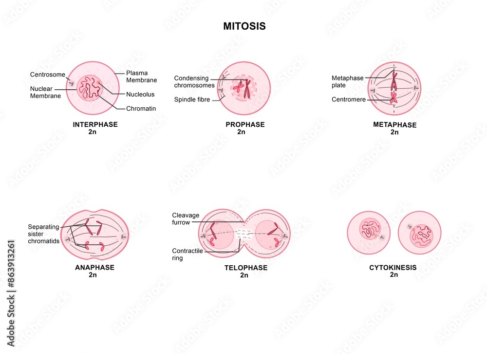 Mitosis is a process where a single cell divides into two identical ...