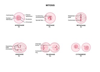 Wall Mural - Mitosis is a process where a single cell divides into two identical daughter cells (cell division).
