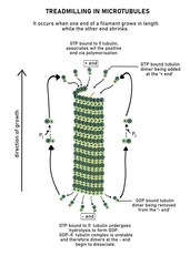 Wall Mural - Process of treadmilling in microtubule formation