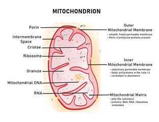 Wall Mural - Structure of mitochondria