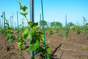 Poster - young vineyard