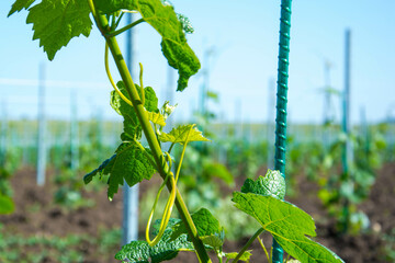 Canvas Print - young vineyard