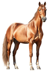 Wall Mural - PNG Horse stallion mammal animal.