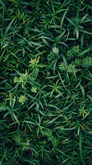 Wall Mural - Grass, Background, Floral background image wallpaper -  generative ai