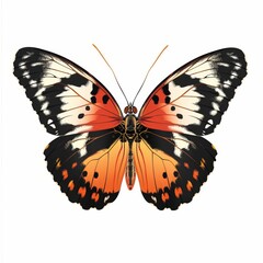 Wall Mural - Beautiful colorful butterfly isolated over white background