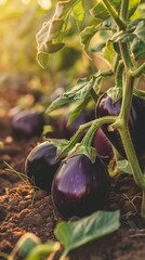 Wall Mural - The plantation is filled with maturing eggplants, their glossy purple skins standing out among the lush, green foliage, indicating an abundant yield ready for harvest