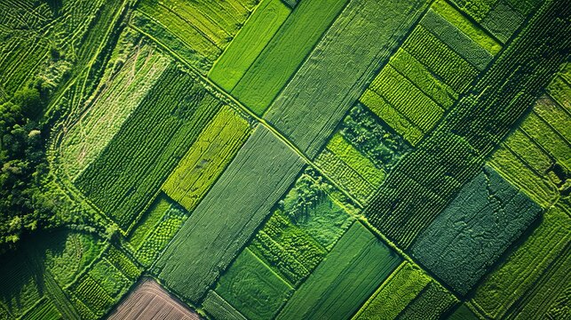 cultivated agriculture fields from above birds eye in summer. drone aerial view