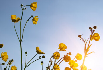 Wall Mural - yellow wildflowers against a background