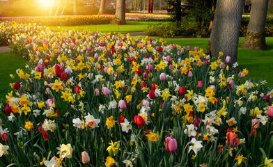 Poster - Spring flower park with green grass, trees and blooming flowers