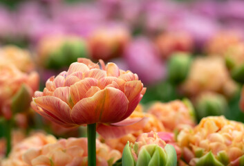 Canvas Print - Tulips flowers blooming in the spring