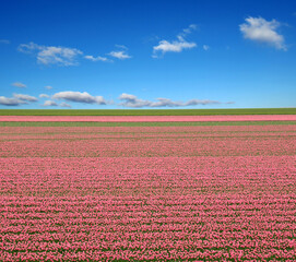 Canvas Print - Tulips field and white clouds