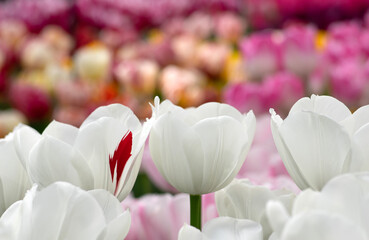 Poster - Tulips flowers blooming in the spring