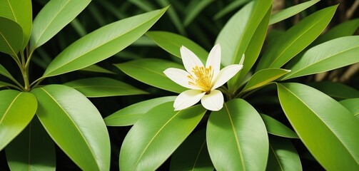 Wall Mural - a white flower surrounded by green leaves in a garden area