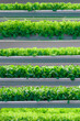 © Sergey Bogomyako - Close up view of a vertical lettuce plantation, organic, eco food, plants, nature, in studio