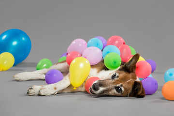 Wall Mural - old fox terrier dog celebrating her birthday lying among colorful balloons in the studio on a grey background