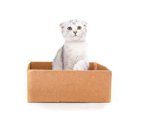 Canvas Print - Little cat in the box.