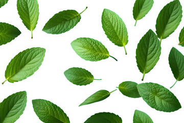 Wall Mural - Green leaves