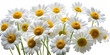 © Rama - daisies flower on transparent background