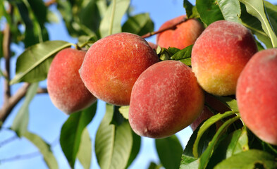 Wall Mural - close-up of the ripe organic peaches branch in the orchard at sunny summer day