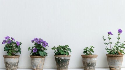 Sticker - Pots with purple flowers against white backdrop